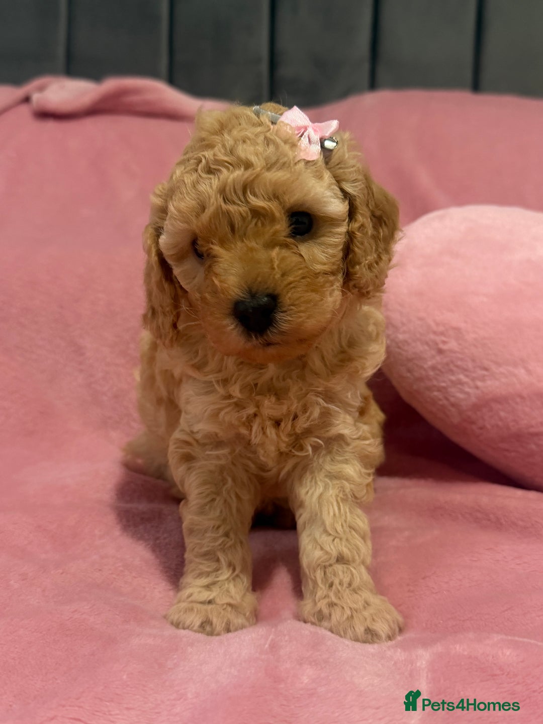 Cavapoochon dogs for sale: Adorable Cavapochoon Puppies - Image 4