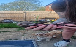 Ferret rodents for sale: 2 micro ferret kits - 5 months old - Image 1