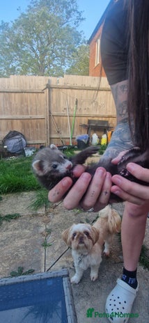 Ferret rodents - Advert 3