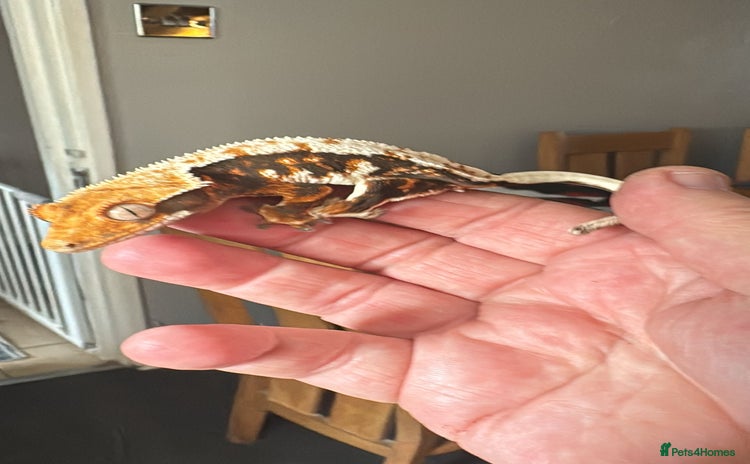 Gecko reptiles - Advert 2