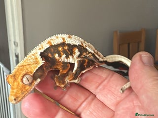 Gecko reptiles - Advert 12