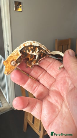 Gecko reptiles - Advert 4