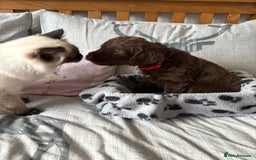 Labradoodle dogs for sale: Stunning Labradoodle Puppies  - Advert 12