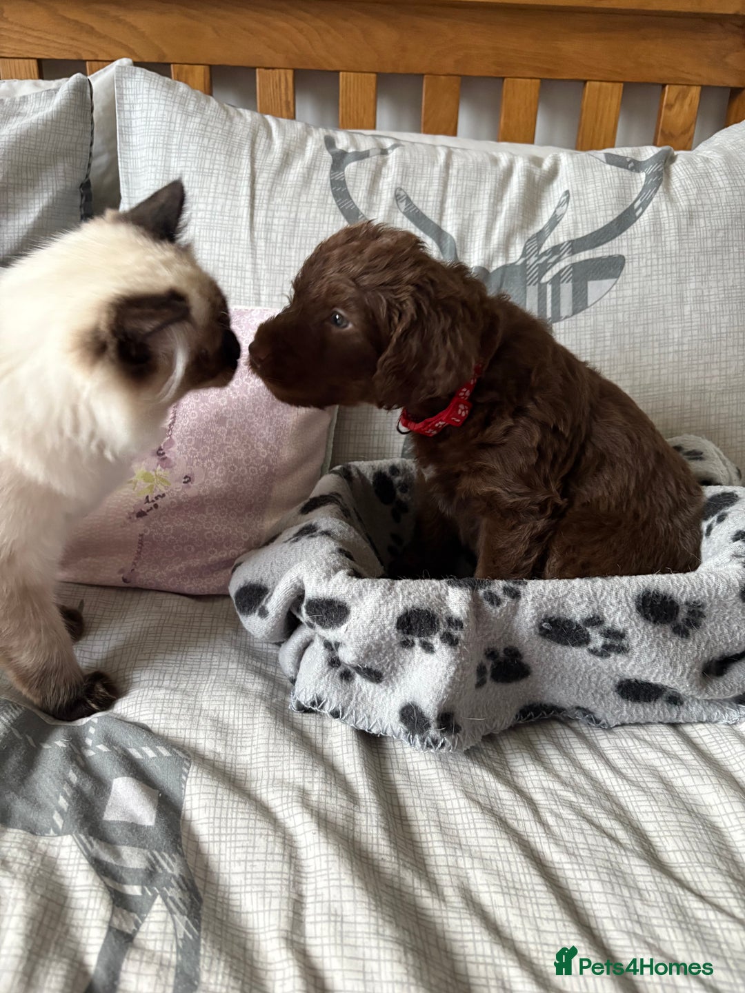 Labradoodle dogs for sale: Stunning Labradoodle Puppies  - Advert 12