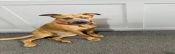 Rhodesian Ridgeback dogs for stud: RR X Bullmastiff for stud - Free with pup back  - Advert 4