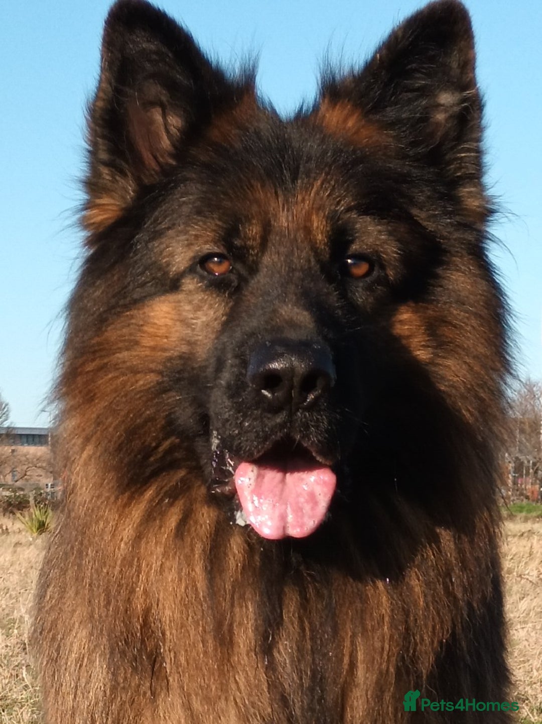 German Shepherd dogs for stud: Best blood stud - Image 14