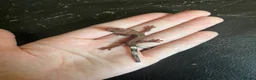 Gecko reptiles for sale: Hatchling Crested Gecko in Sheffield - Advert 2