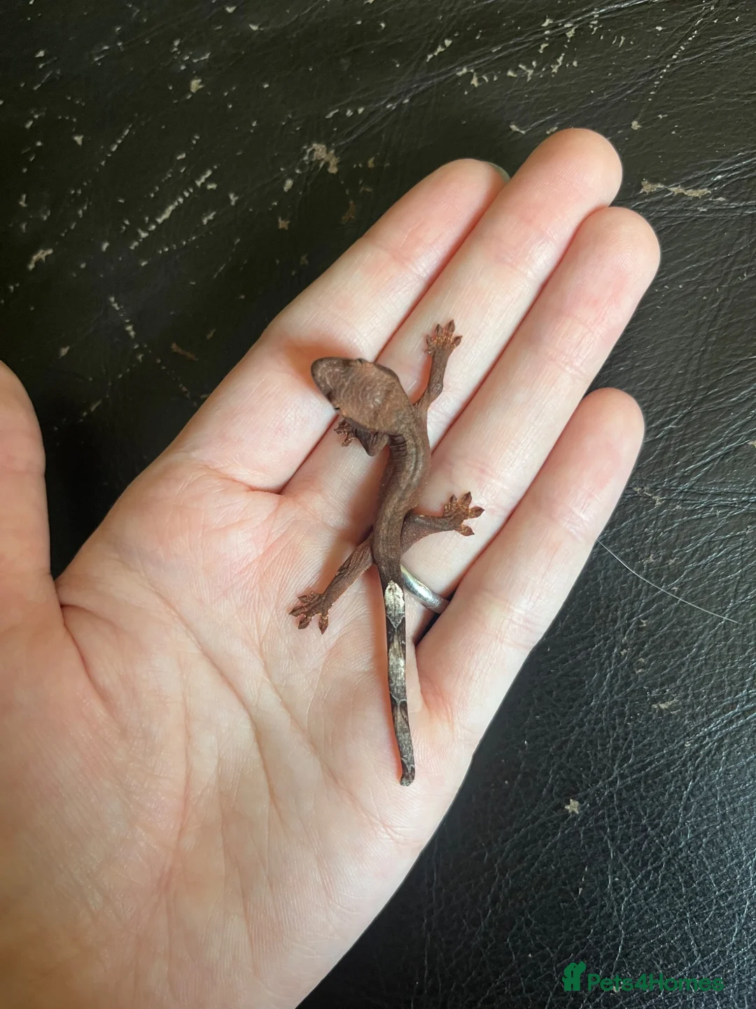 Gecko reptiles for sale: Hatchling Crested Gecko in Sheffield - Advert 2