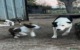 Border Collie dogs for sale: 2 beautiful border collie bitches  - Image 9