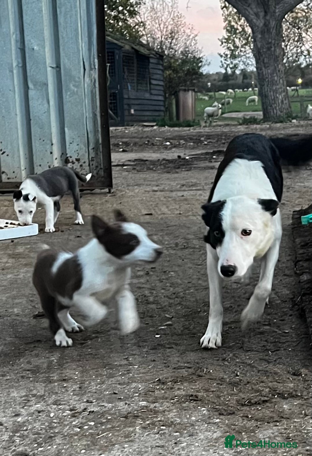 Border Collie dogs for sale: 2 beautiful border collie bitches  - Image 9
