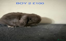Mini Lop rabbits for sale: Beautiful Mini Lops - Advert 4