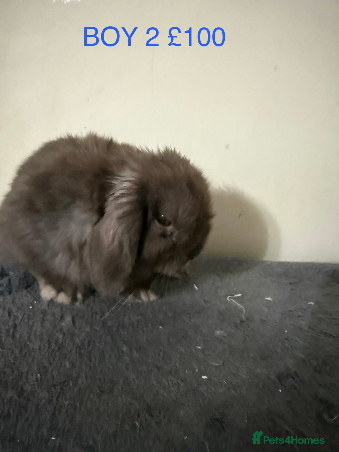 Mini Lop rabbits for sale: Beautiful Mini Lops - Advert 4