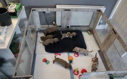 Miniature Dachshund dogs for sale: KC Reg short haired miniature dachshunds - Image 28