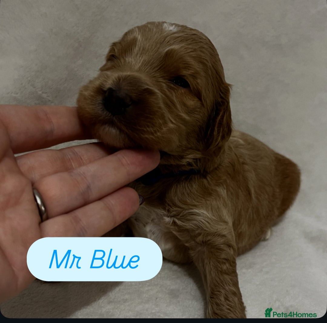 Australian Labradoodle dogs for sale: Quality Multigen Australian Labradoodle Puppies  - Advert 7