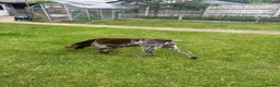 German Shorthaired Pointer dogs for sale: Beautiful KC Registered Female GSP | 5 Years Old  in Ilford - Advert 4