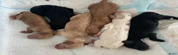 Cockapoo dogs for sale: Cockapoo puppies for sale  in Littlehampton - Advert 17