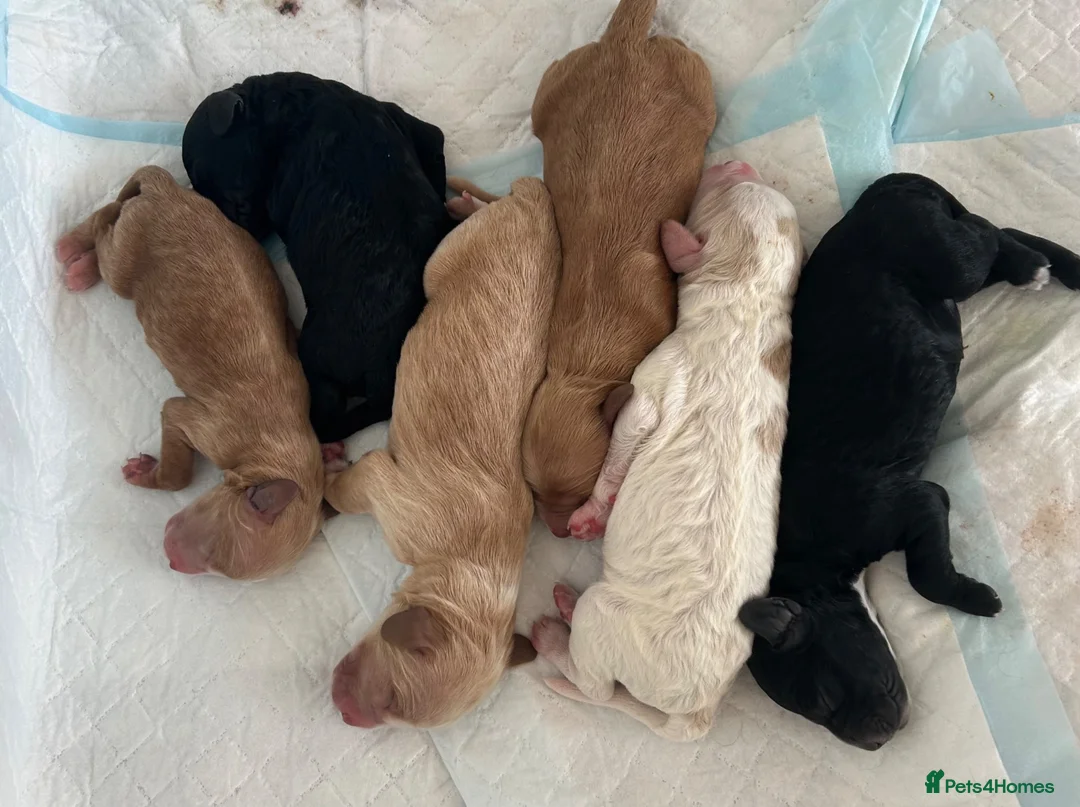 Cockapoo dogs for sale: Cockapoo puppies for sale  in Littlehampton - Advert 17
