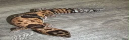 Gecko reptiles for sale: Oreo  female african fat tail - Advert 2