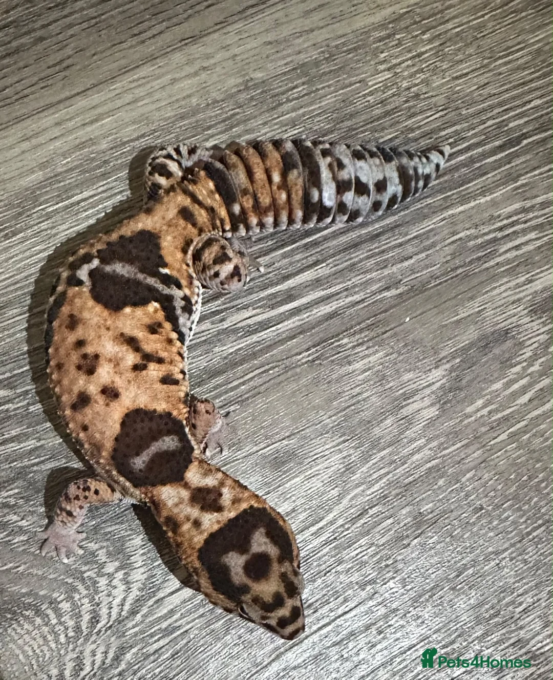Gecko reptiles for sale: Oreo  female african fat tail - Advert 2