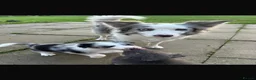 Border Collie dogs for sale: Blue merle border collie puppies  - Advert 9