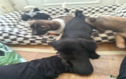 Mixed Breed dogs for sale: 4beautiful terrierxGerman ShepherdxLabrador puppy - Image 13