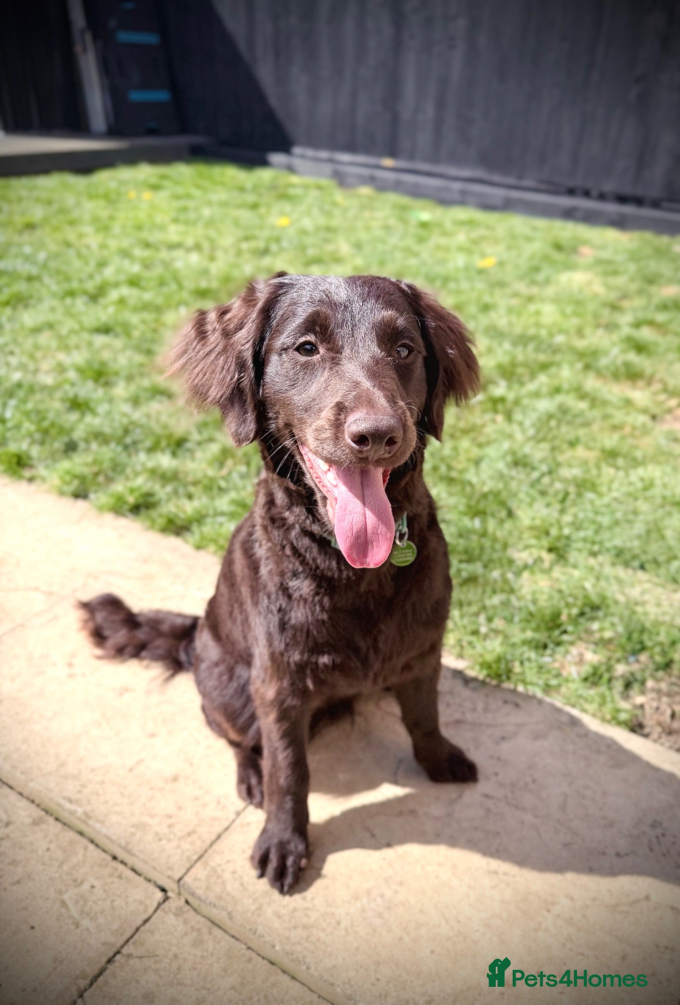 Cockapoo dogs Cockerpoo male 10 months  - Advert 1
