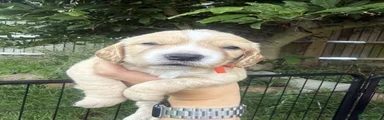 Puppy 7