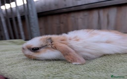 English Lop rabbits for sale: Baby Rabbits - Image 6