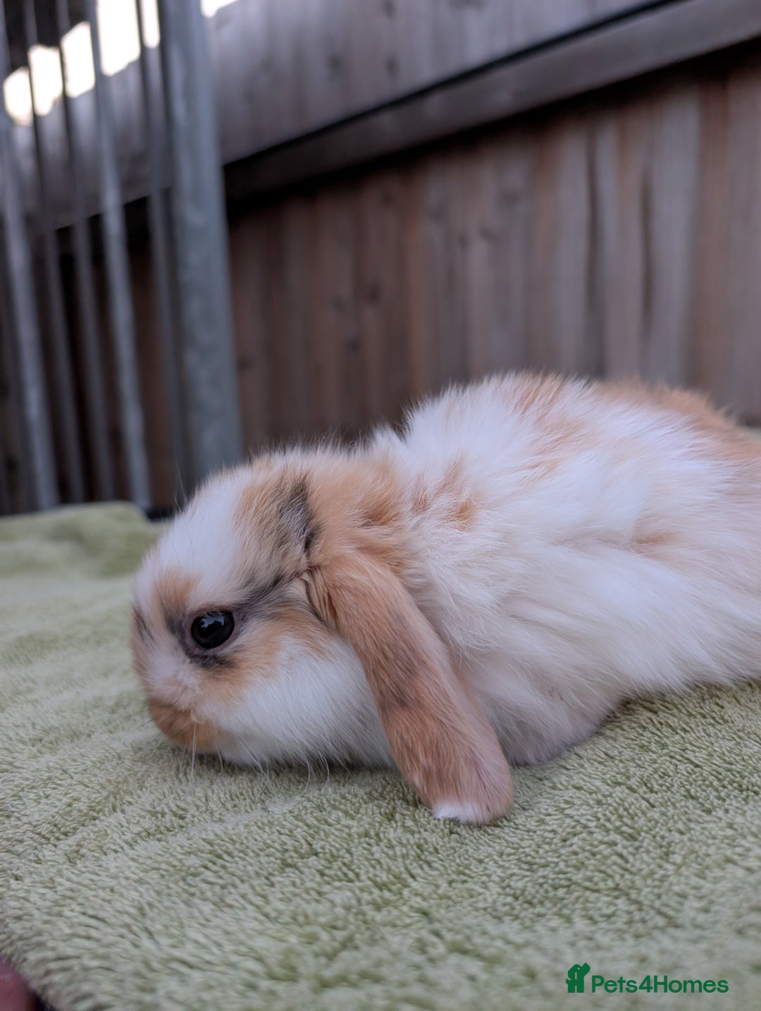 English Lop rabbits for sale: Baby Rabbits - Image 6