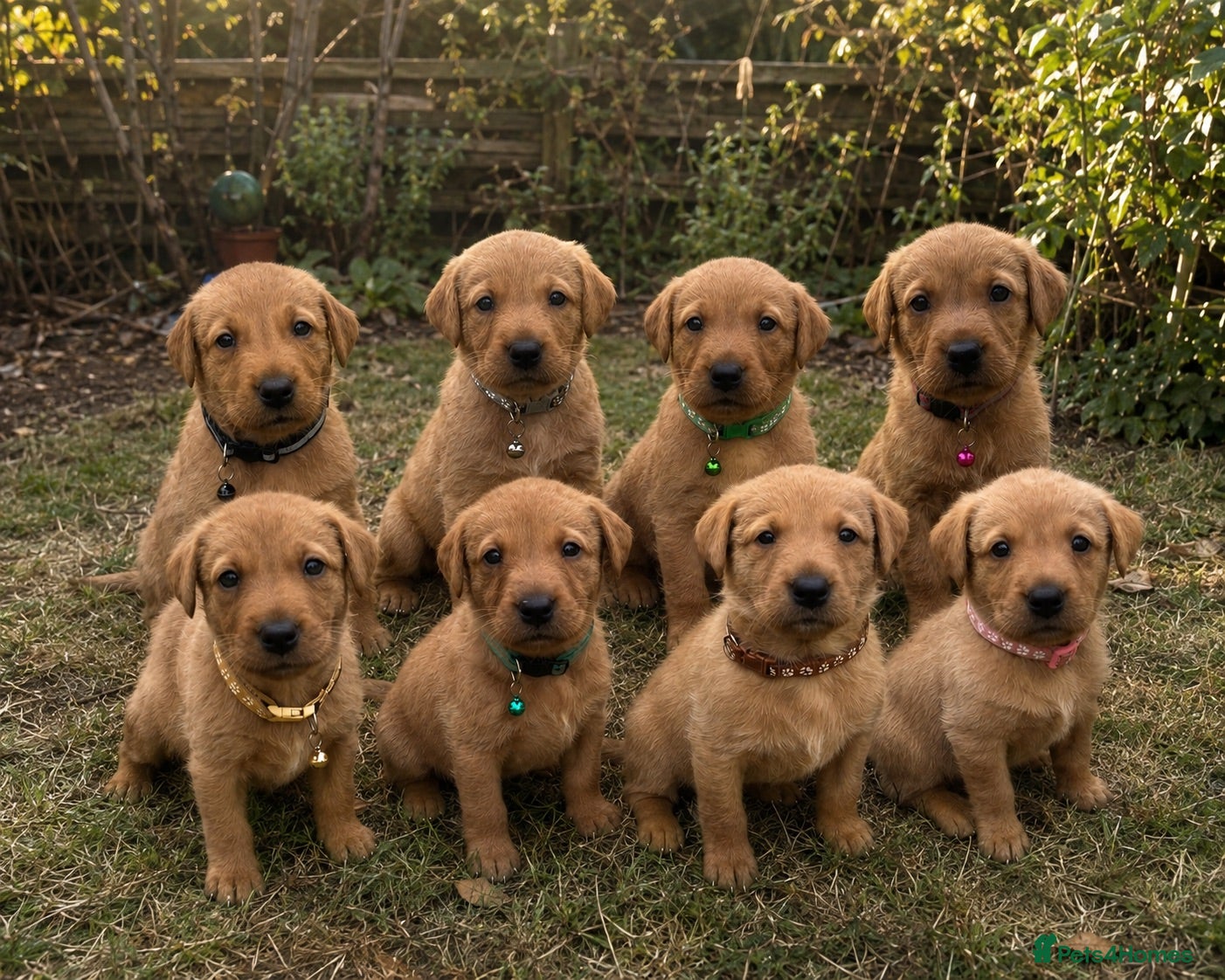 Labrador Retriever dogs GORGEOUS FOX RED LABRADOR FAMILY - Advert 1