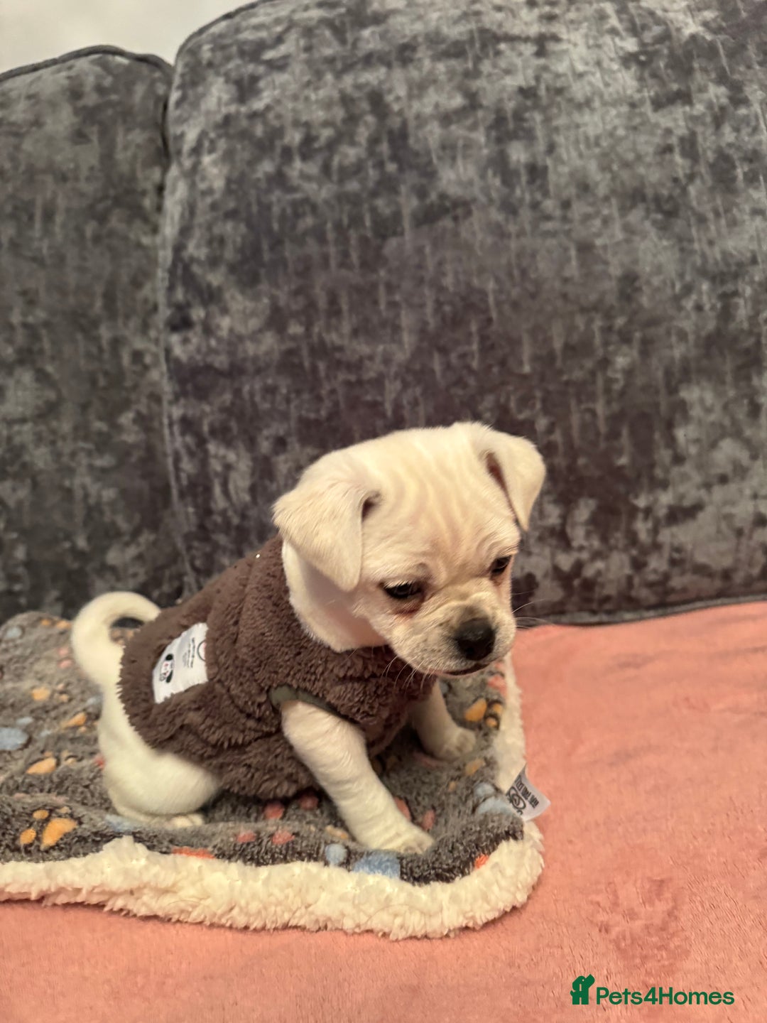 Chug dogs for sale: Lovely playful Chihuahua x Pug Puppies Boys Girls  - Advert 13