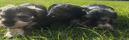 Miniature Schnauzer dogs for sale: Miniature schnauzers in Newark - Advert 11