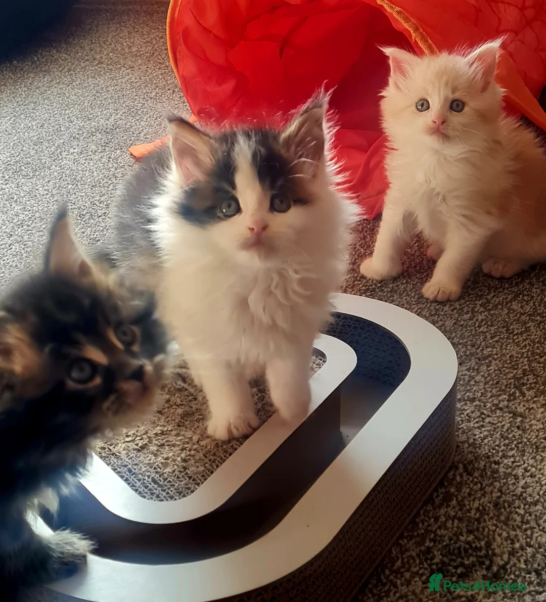Maine Coon cats for sale: Gorgeous Mainecoons available  - Advert 2