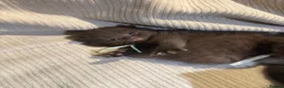 British Shorthair cats for sale: Grand Champion Line British Shorthair Kittens - Advert 15