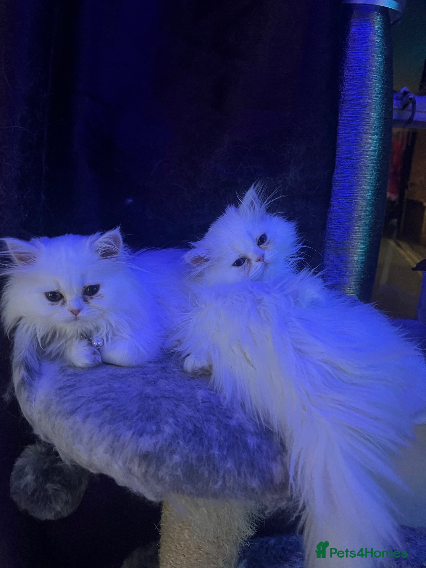 Persian cats PERSIAN ♥️🍃 ꨁ 🍃 ҉EXOTIC DOLL FAC - Advert 13