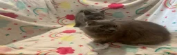 Scottish Fold cats for sale: Lovely & Energetic, Blue Scottish Straight Kitten! - Advert 15