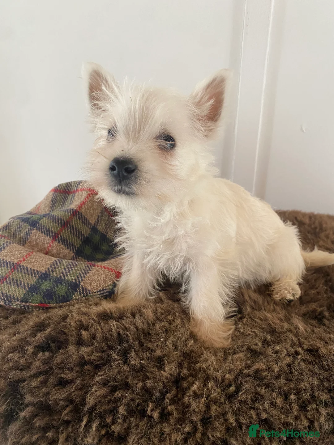 West Highland Terrier dogs for sale: West highland terrier  - Advert 13