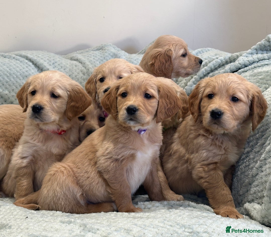Golden Retriever dogs for sale: Quality litter of KC reg Golden Retriever Puppies  - Advert 6