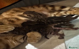 Bengal cats for sale: 💕 Pedigree Rosetted bengal kittens 💕 - Image 11