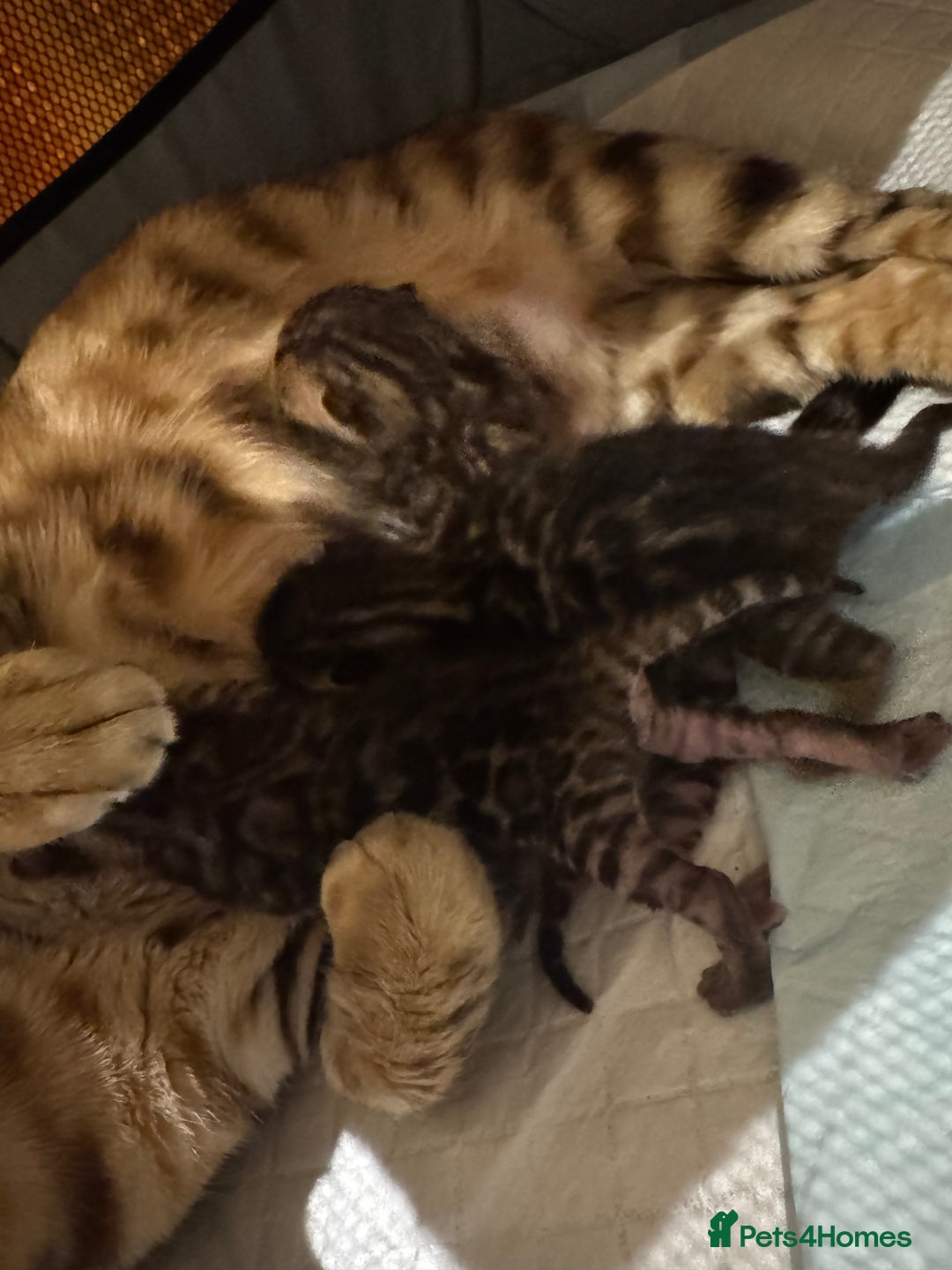 Bengal cats for sale: 💕 Pedigree Rosetted bengal kittens 💕 - Image 11