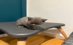 Scottish Fold cats for sale: Scottish Fold Kittens  - Image 19