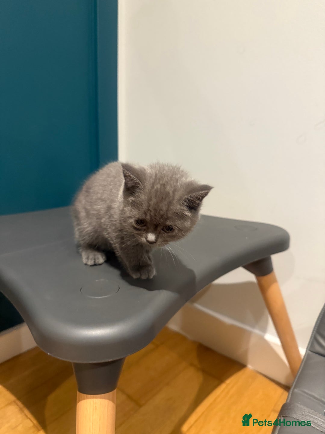 Scottish Fold cats for sale: Scottish Fold Kittens  - Image 19