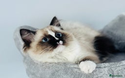 Ragdoll cats for sale: Tica ActiveChampion Blood, Full peddigree Kittens in Leicester - Image 24