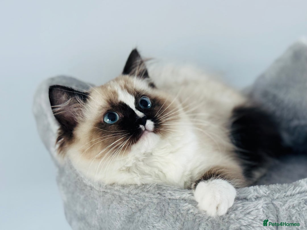 Ragdoll cats for sale: Tica ActiveChampion Blood, Full peddigree Kittens in Leicester - Image 24