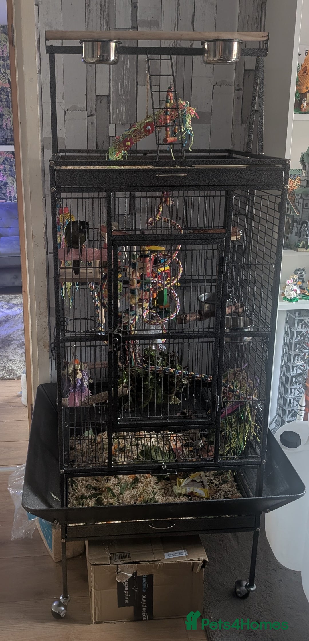 Conures birds for sale: Green check conure  - Image 1