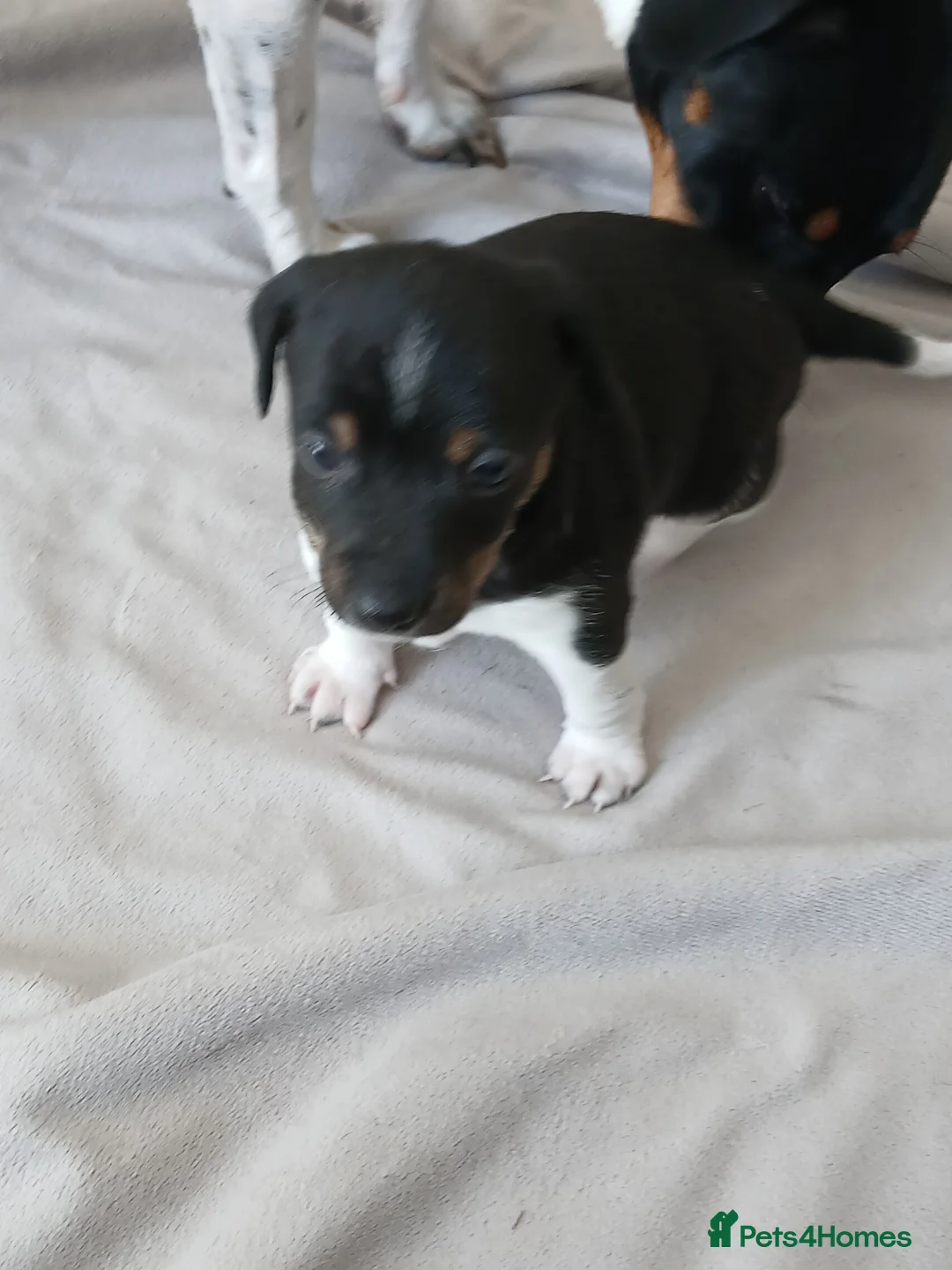 Jack Russell dogs for sale: Jack Russell puppies in Pershore - Advert 2