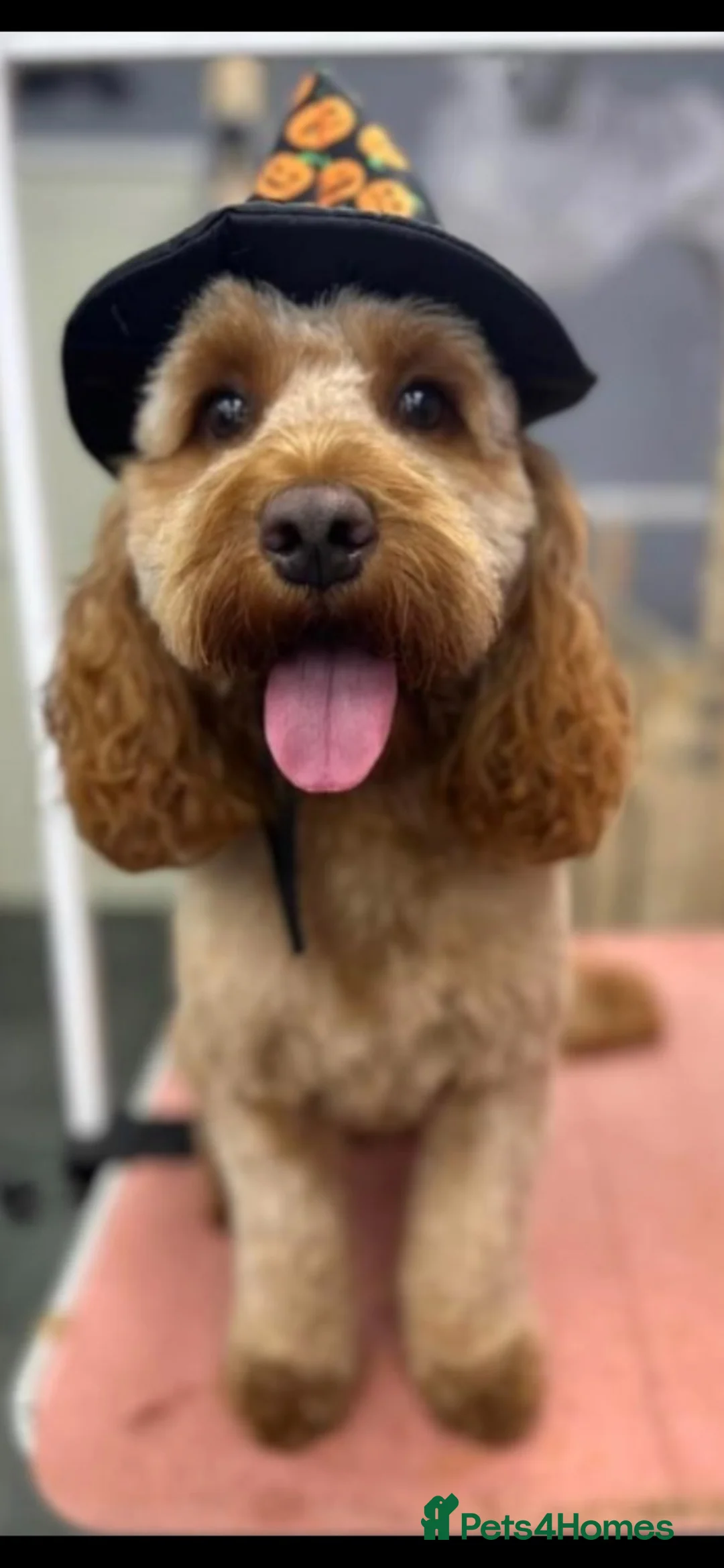 Cockapoo dogs for stud: Wanted cockapoo stud in Stockton-on-Tees - Advert 2