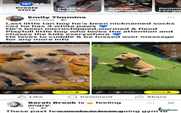 American Bully dogs for sale: American bully’s  - Image 1