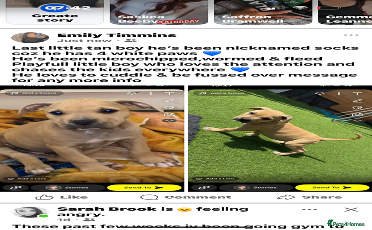 American Bully dogs - Advert 1