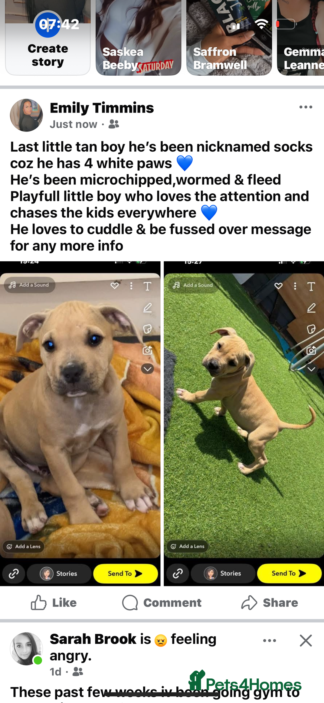 American Bully dogs for sale: American bully’s  - Image 1
